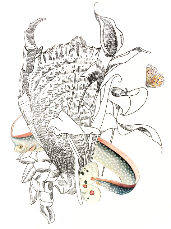 Le crabe