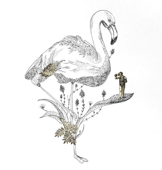 En flamant