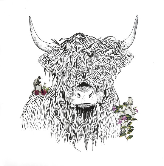 Vache