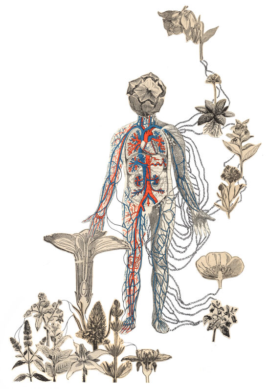Anatomie