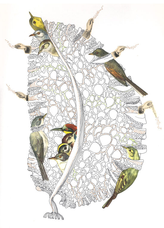 Cage aux oiseaux