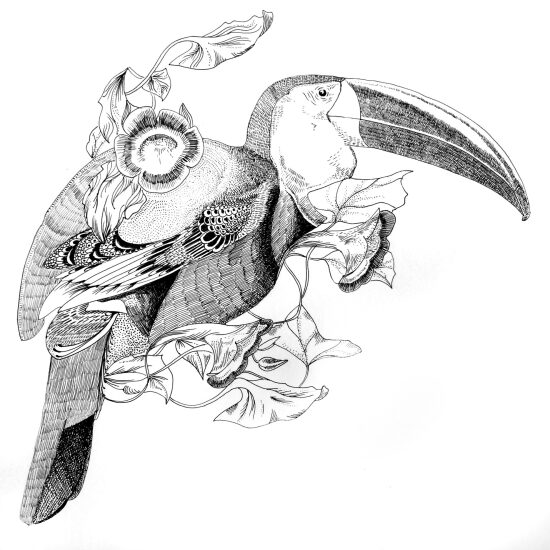 Toucan
