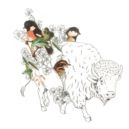 Bison
