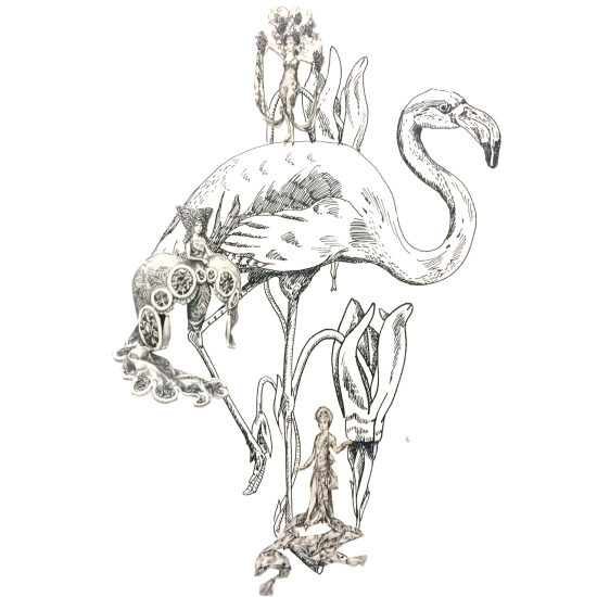 Flamant