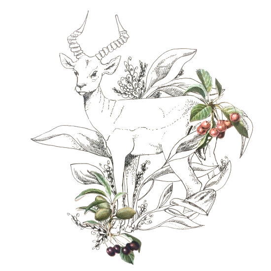 L'antilope