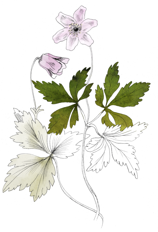Anemones