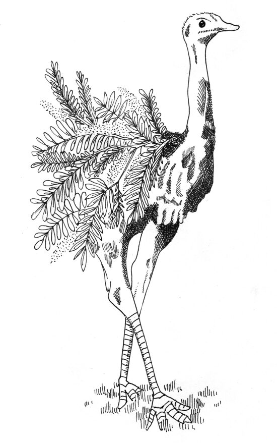 autruche