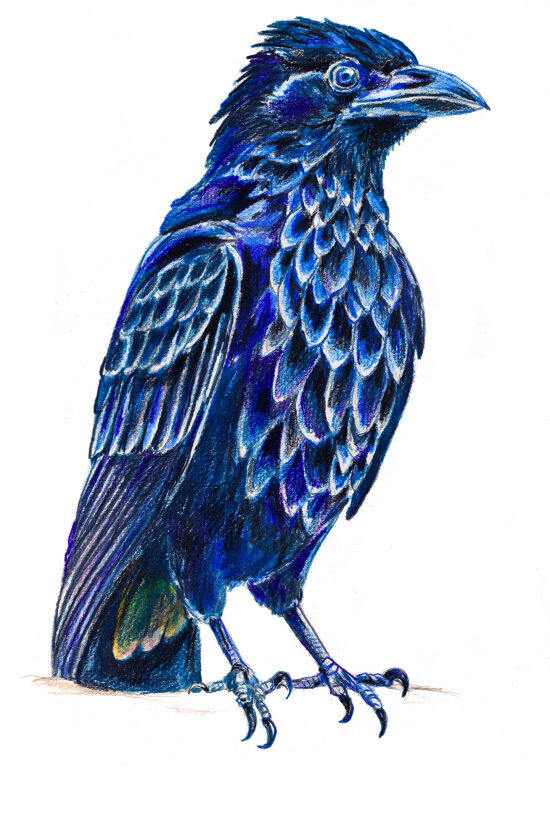 corbeau