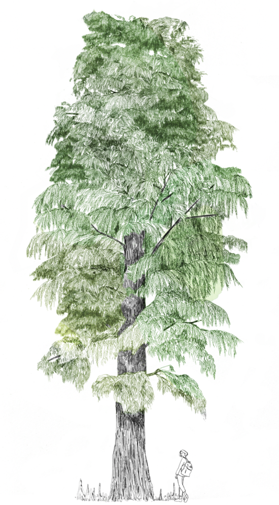 Cyprès