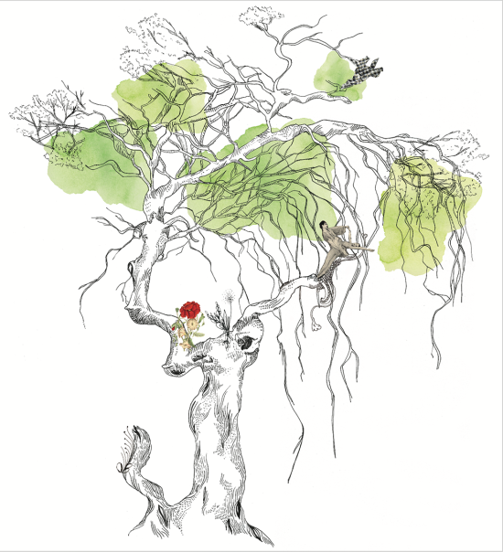 Le fau de la demoiselle dans la forêt de Verzy