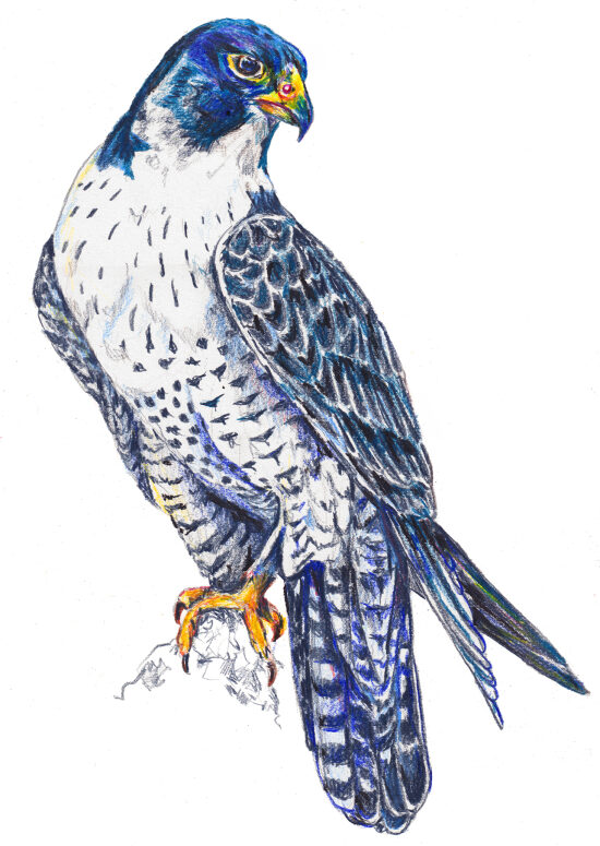 Oiseaux