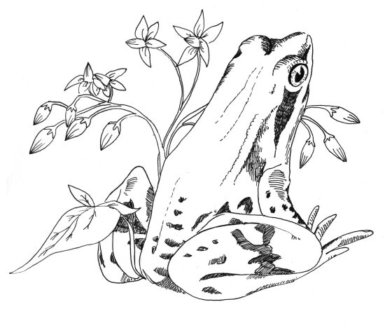 grenouille