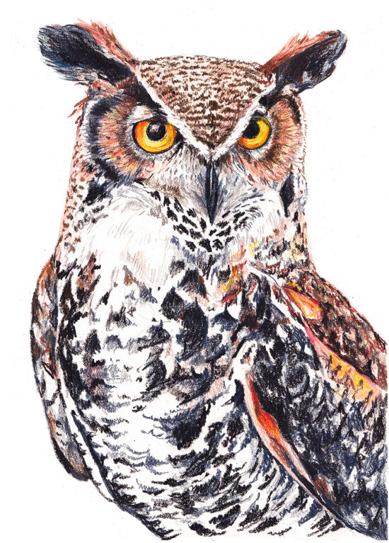 hibou grand duc