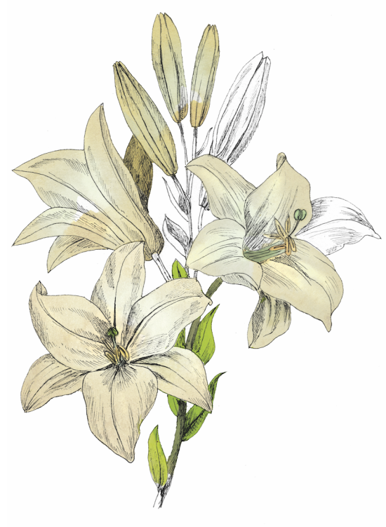 Lys