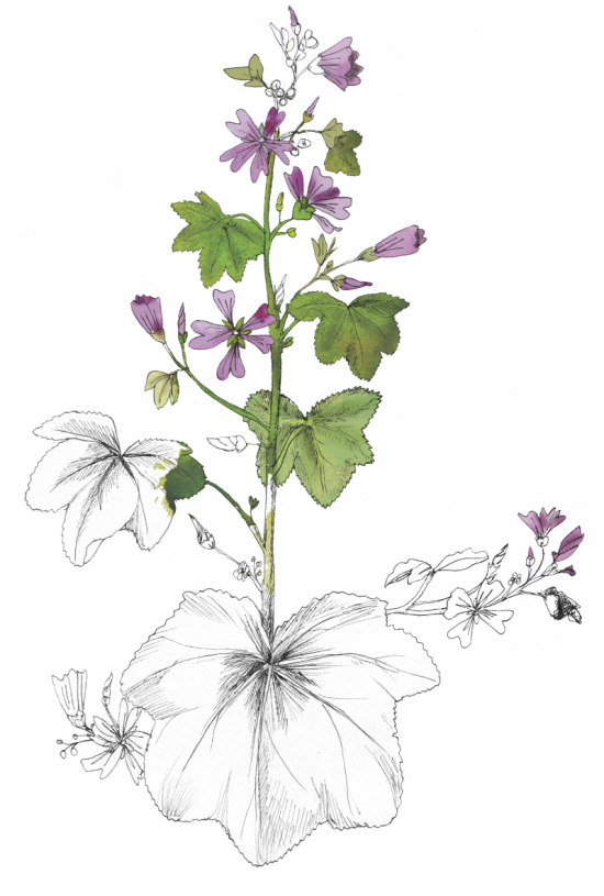 mauve