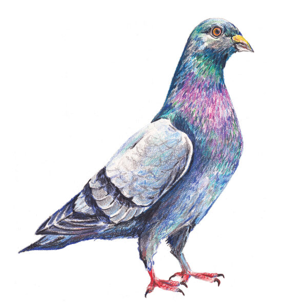 pigeon