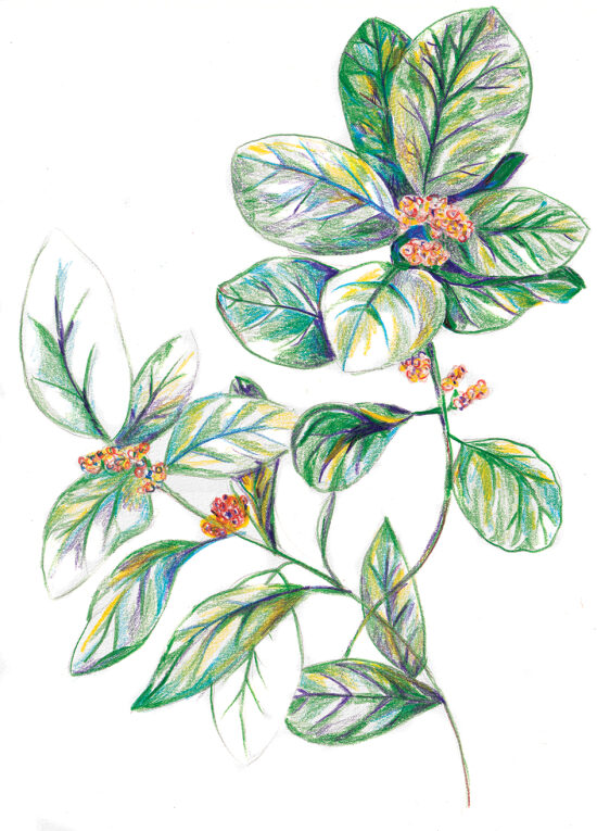 plante à fleurs