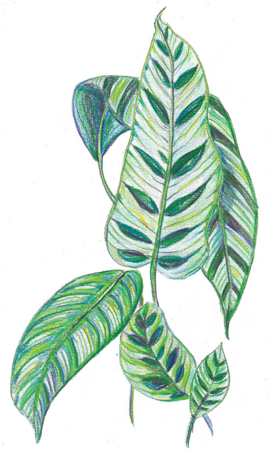 plante bleue