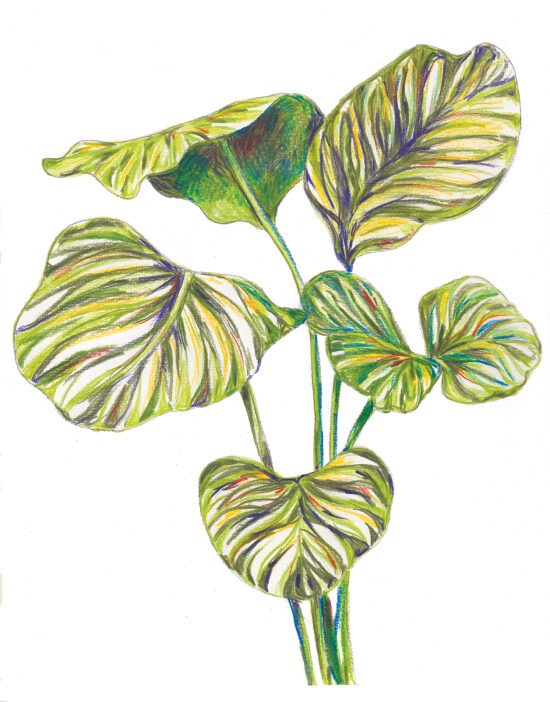plante