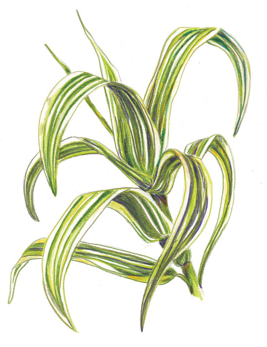 plante verte