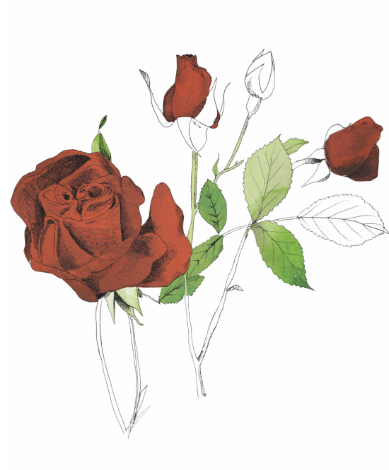 Roses
