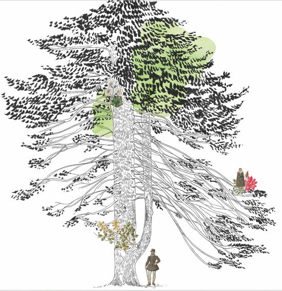 Le sapin Henri-IV de la forêt du Bout