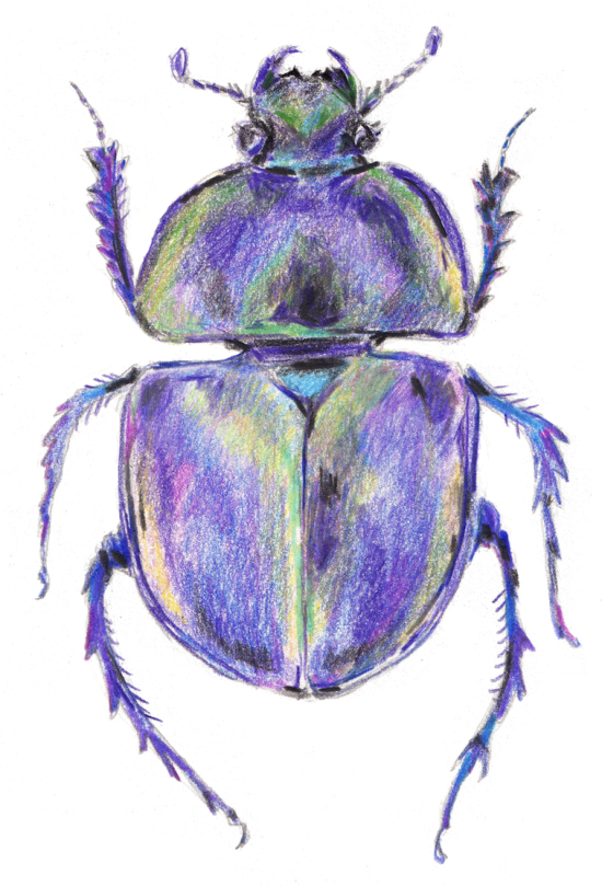 scarabee